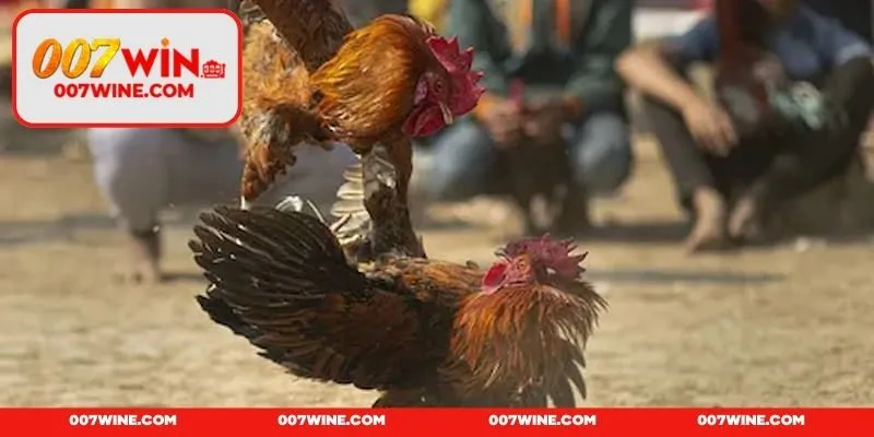 Biết cách đặt cược vào đúng thời điểm