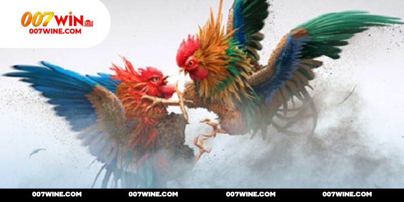 Tham khảo mẹo đá gà 007WIN từ cơ bản đến mẹo nâng cao
